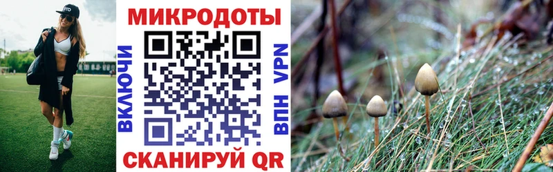 Псилоцибиновые грибы Psilocybe  Купить где  Дно 